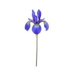 Iris flower