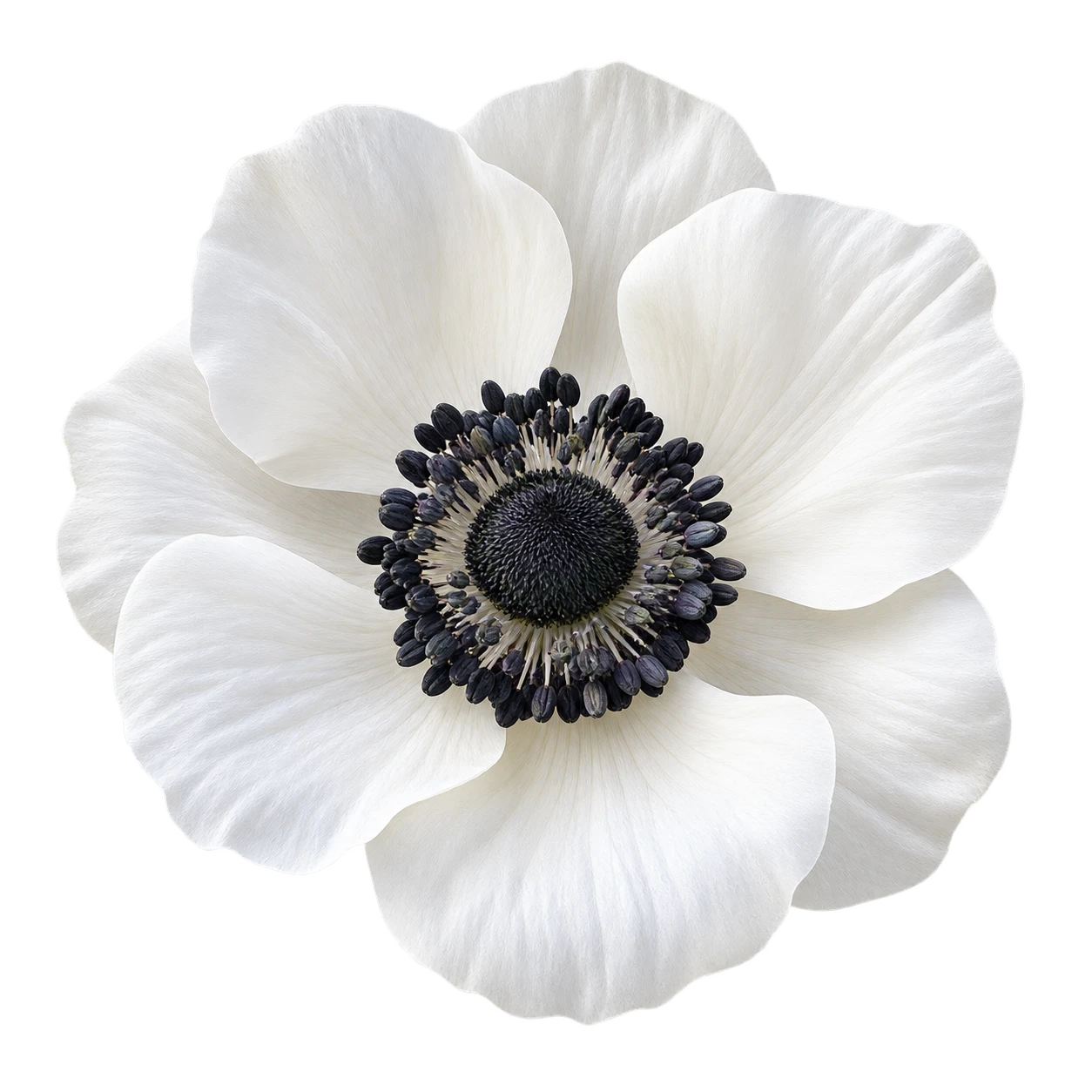 Anemone flower