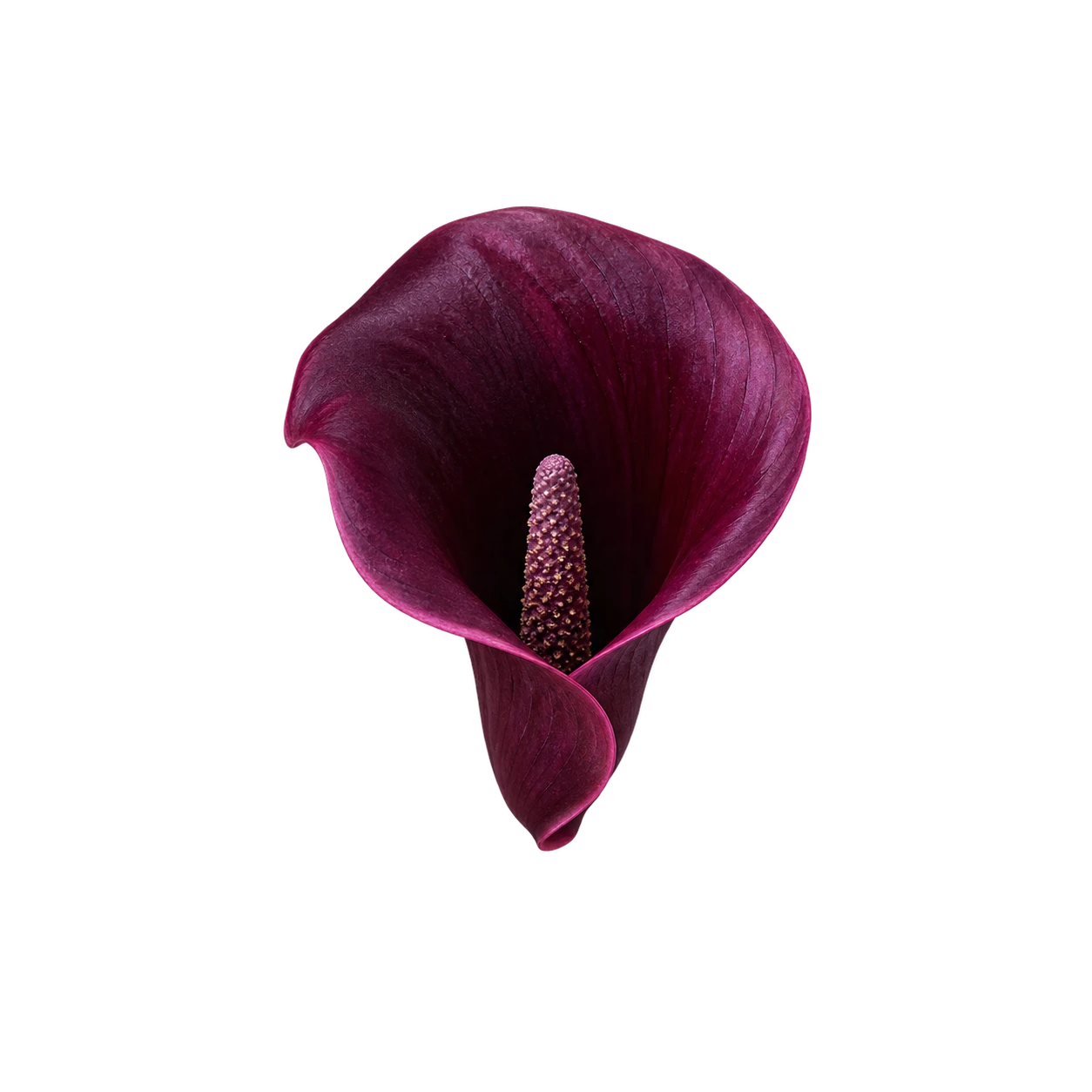 Calla lily flower