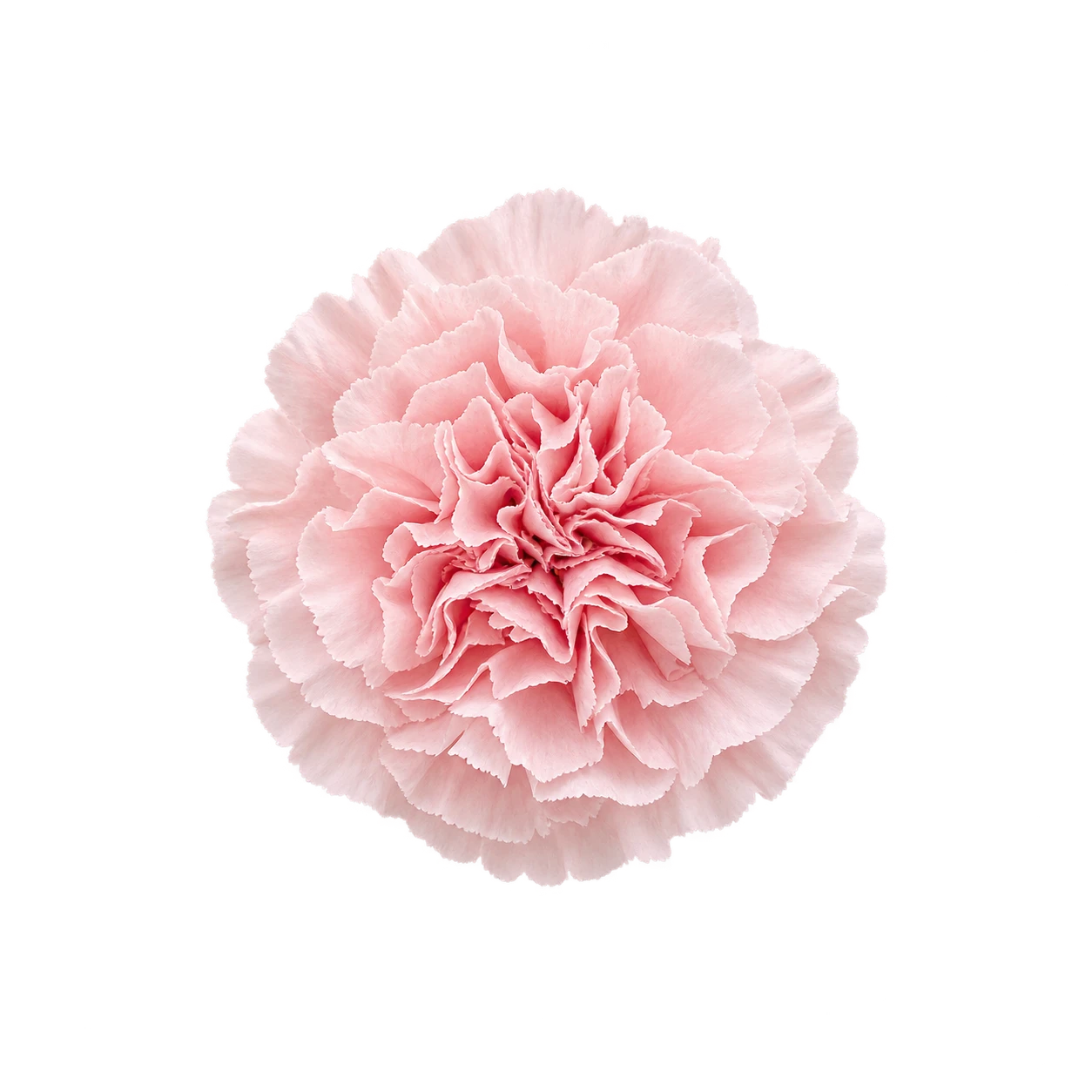 Carnation flower