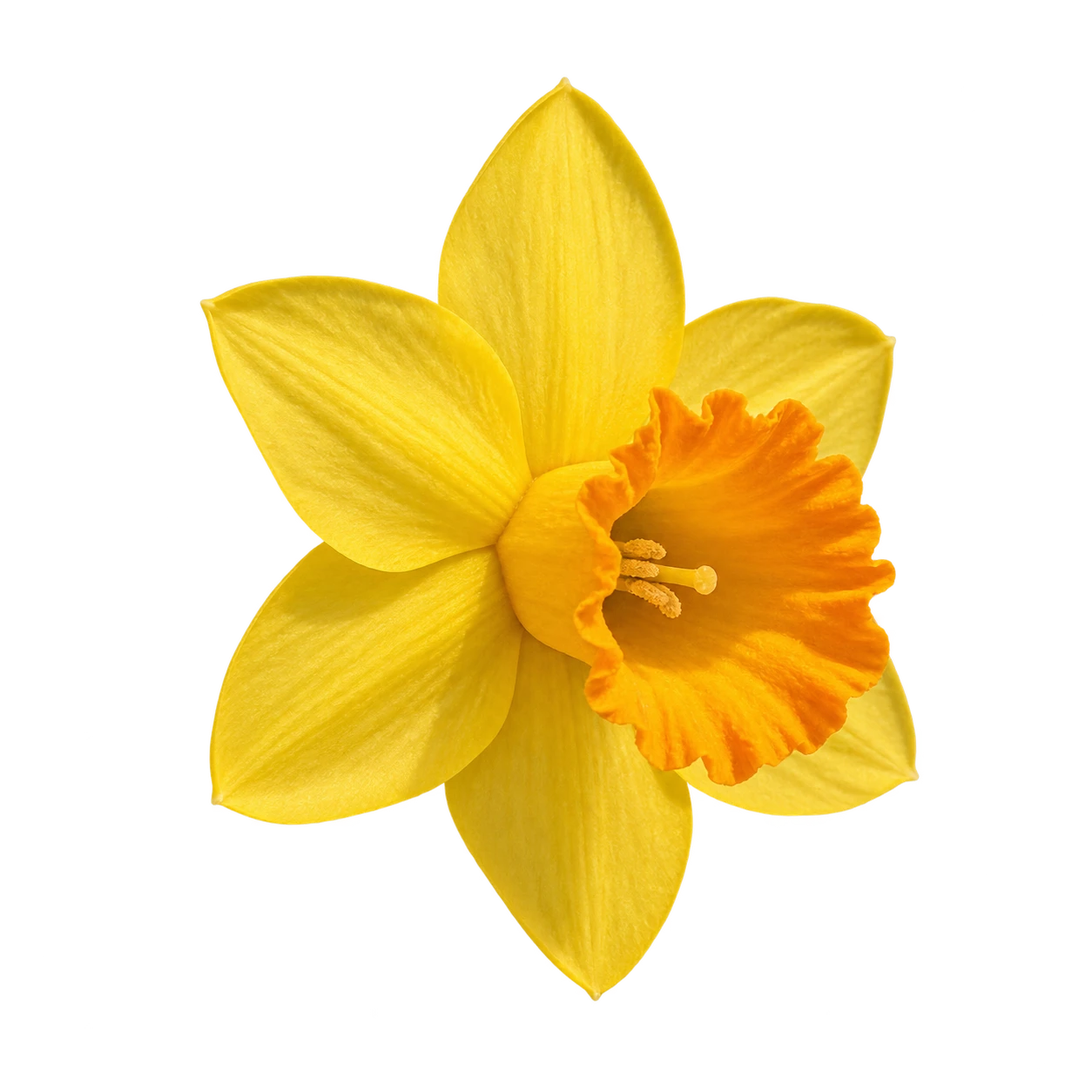 Daffodil flower