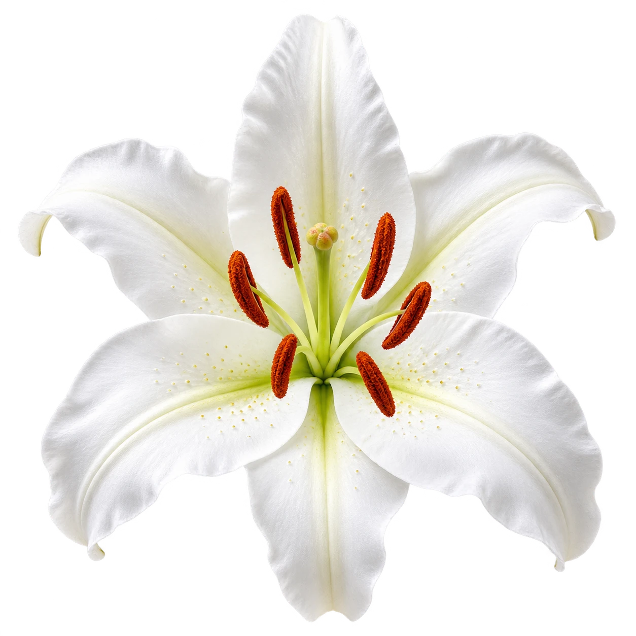 Lily flower