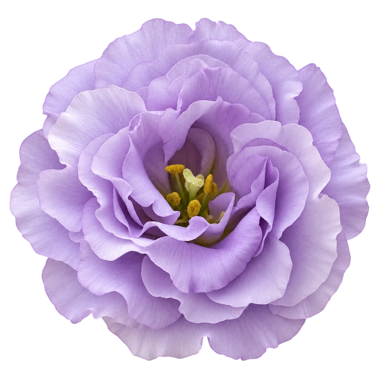 Lisianthus flower