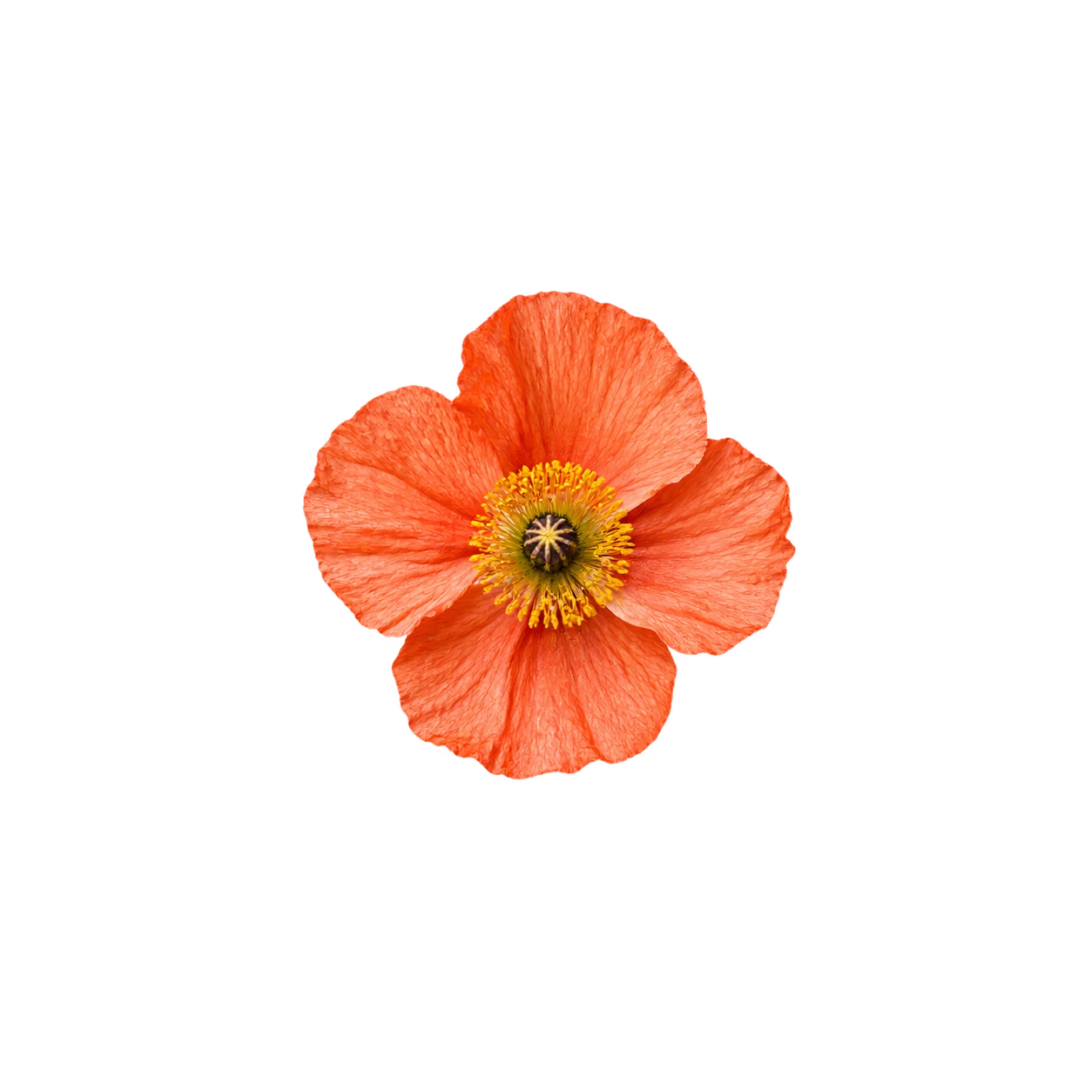 Poppy flower