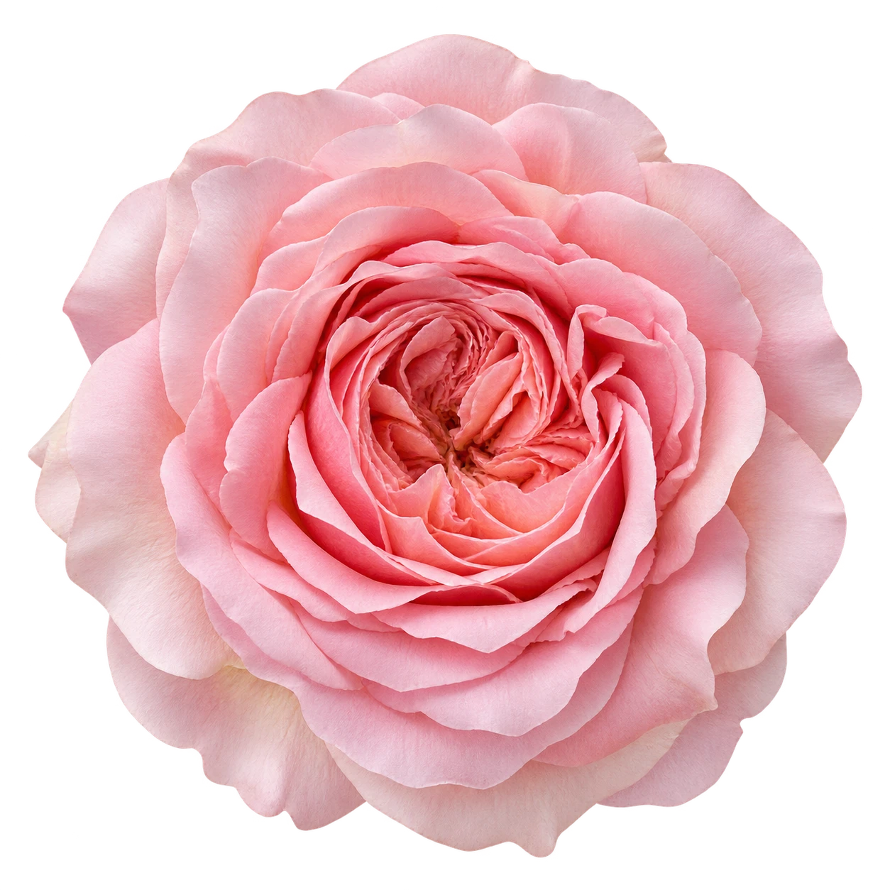 Rose flower