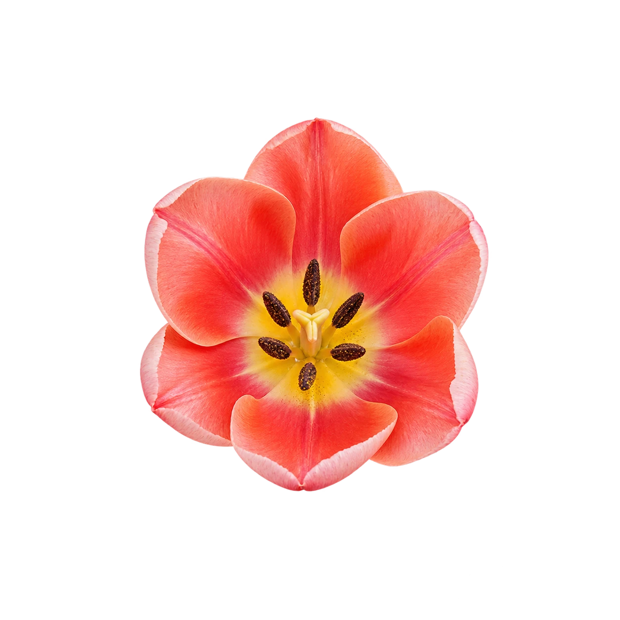 Tulip flower