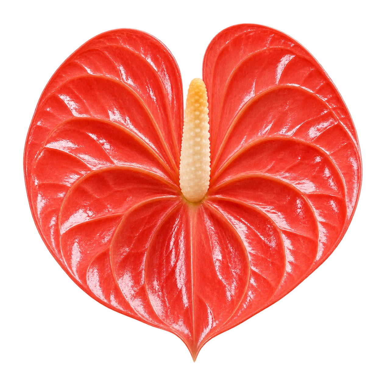 Anthurium flower