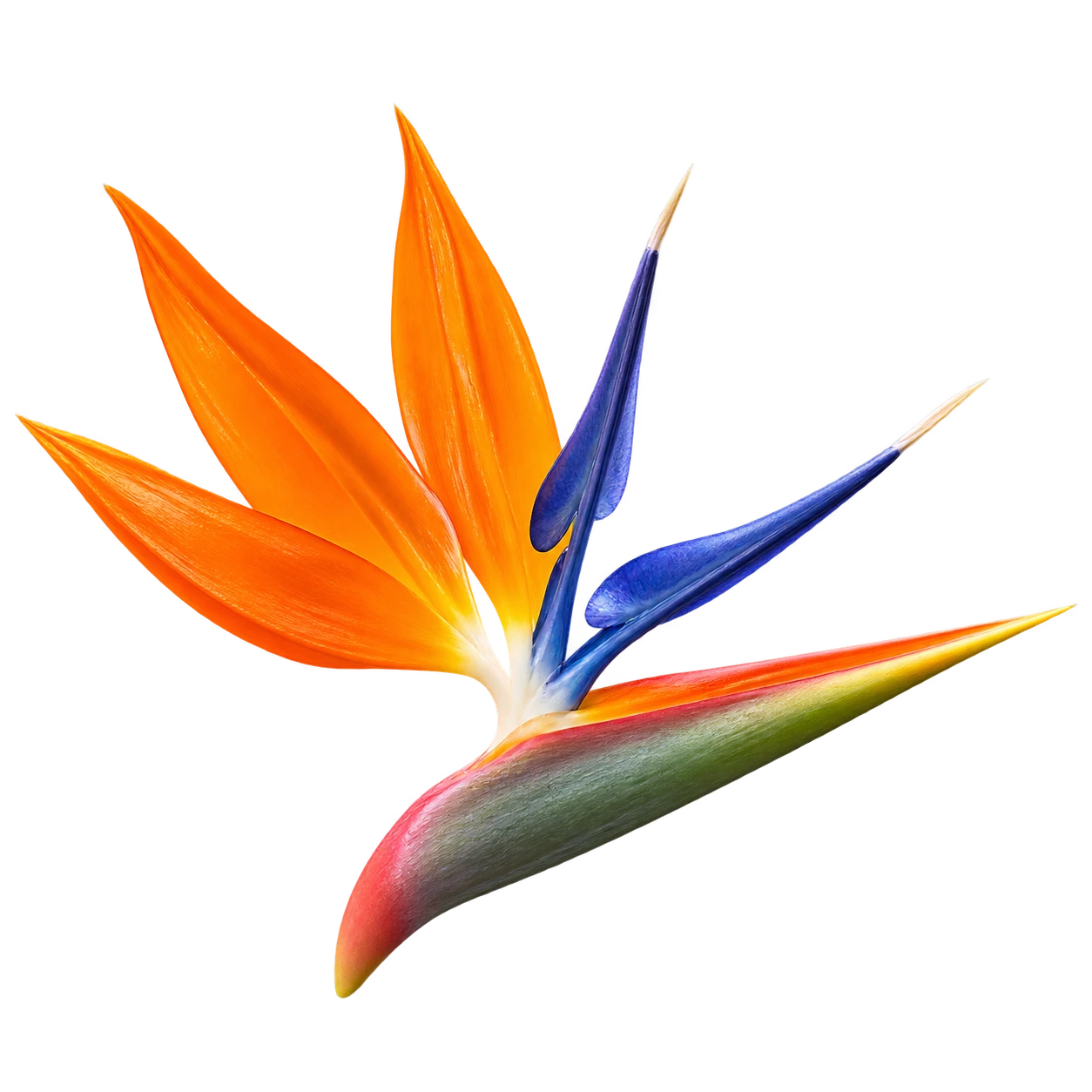 Bird of paradise flower