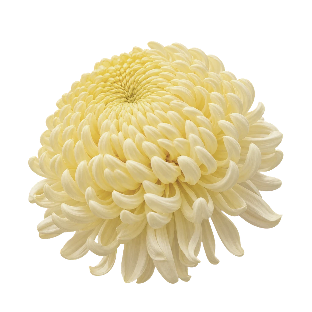 Chrysanthemum flower