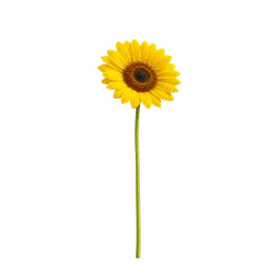 Tournesol